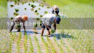 冬季阳台适合种什么菜