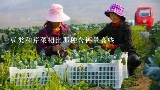 豆类和芹菜相比那种含钙量高些