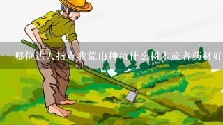 哪位达人指点我荒山种植什么树木或者药材好？