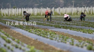 什么蔬菜含钙高