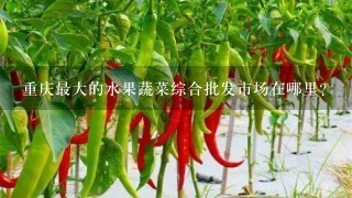 重庆最大的水果蔬菜综合批发市场在哪里？