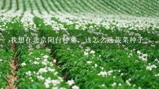 我想在北京阳台种菜，该怎么选蔬菜种子？