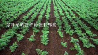 绿叶菜的营养价值有哪些