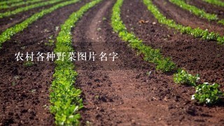 农村各种野菜图片名字