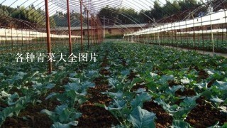 各种青菜大全图片