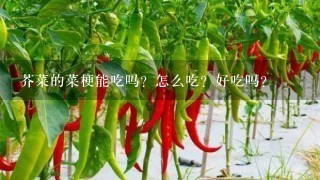 芥菜的菜梗能吃吗？怎么吃？好吃吗？