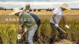 西瓜的英文怎么写