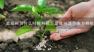 紫藤树苗什么时候种植？紫藤树适合南方种植吗？