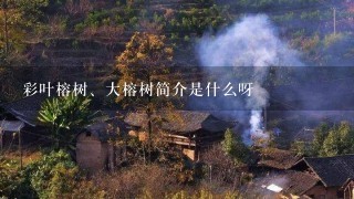 彩叶榕树、大榕树简介是什么呀