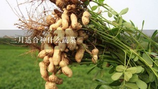 3月适合种什么蔬菜