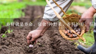 养肝就是养命，常食3种野菜，养肝护肝，肝脏好，身