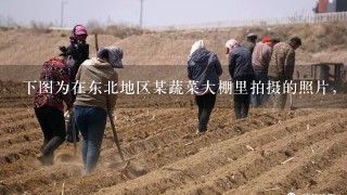 下图为在东北地区某蔬菜大棚里拍摄的照片，冬春季节，菜农常在大棚内墙上悬挂光亮镜面膜，对其悬挂位置及作用的叙述正确的是（）