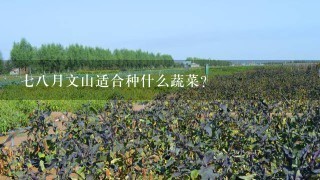 78月文山适合种什么蔬菜？