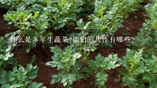 什么是多年生蔬菜?他们的共性有哪些?