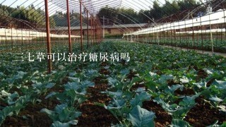 37草可以治疗糖尿病吗