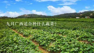 9月广西适合种什么蔬菜？