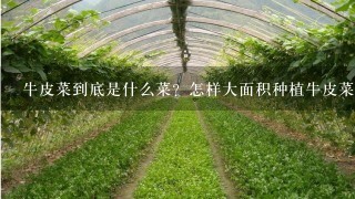 牛皮菜到底是什么菜？怎样大面积种植牛皮菜？