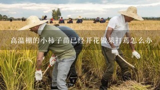 高温棚的小柿子苗已经开花做果打蔫怎么办