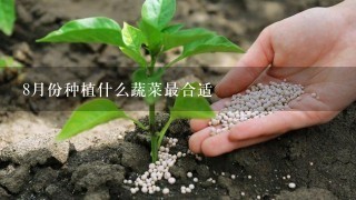 8月份种植什么蔬菜最合适