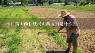 小白嘴山药和铁棍山药区别是什么？