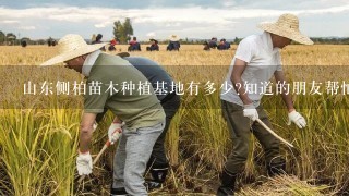 山东侧柏苗木种植基地有多少?知道的朋友帮忙推荐1下