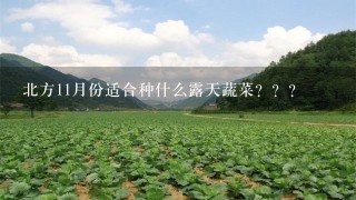 北方11月份适合种什么露天蔬菜？？？