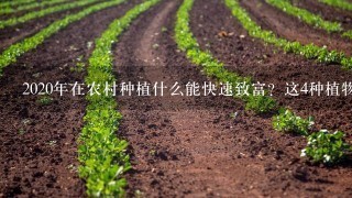 2020年在农村种植什么能快速致富？这4种植物很赚钱