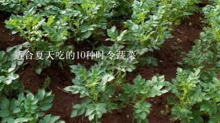 适合夏天吃的10种时令蔬菜