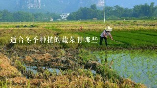 适合冬季种植的蔬菜有哪些