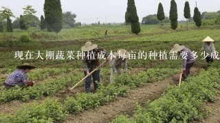 现在大棚蔬菜种植成本每亩的种植需要多少成本