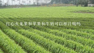 红心火龙果和苹果和牛奶可以榨汁喝吗