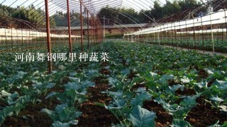 河南舞钢哪里种蔬菜