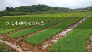 丝瓜小种植实验报告