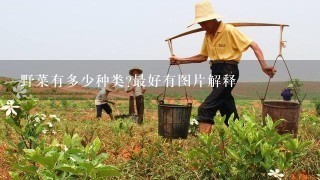 野菜有多少种类?最好有图片解释