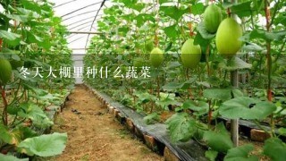 冬天大棚里种什么蔬菜