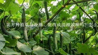 北方种植草莓冷棚，能改成温棚效果吗？怎么改