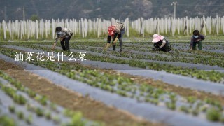 油菜花是什么菜