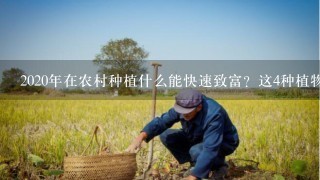 2020年在农村种植什么能快速致富？这4种植物很赚钱