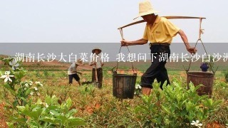 湖南长沙大白菜价格 我想问下湖南长沙白沙洲蔬菜市场大白菜的近期价格，和需要的品种