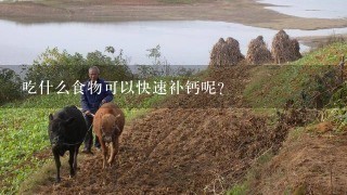 吃什么食物可以快速补钙呢？