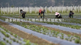 油茶树苗可以去哪些苗木基地批发?