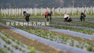 梦见菜地种着各种蔬菜