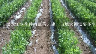 黑龙江冬季种植蔬菜，建1亩地大棚需要多少钱？建什么样的大棚呢？