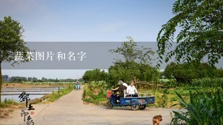 蔬菜图片和名字