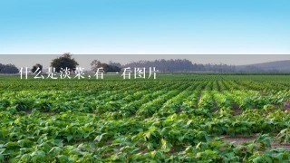 什么是淡菜,看1看图片