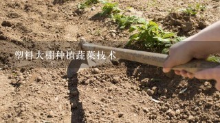 塑料大棚种植蔬菜技术