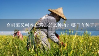 高钙菜又叫养心菜，怎么种植？哪里有种子？