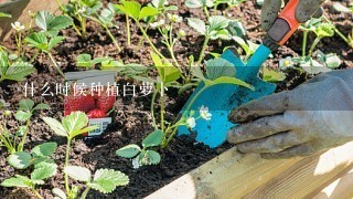 什么时候种植白萝卜