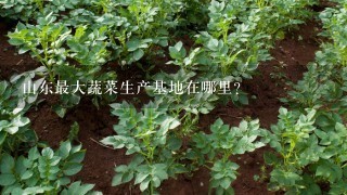 山东最大蔬菜生产基地在哪里？