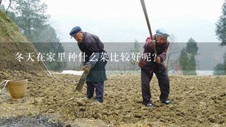 冬天在家里种什么菜比较好呢?